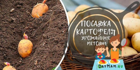 Brambory: výsadba a péče na volném poli + nové metody výsadby